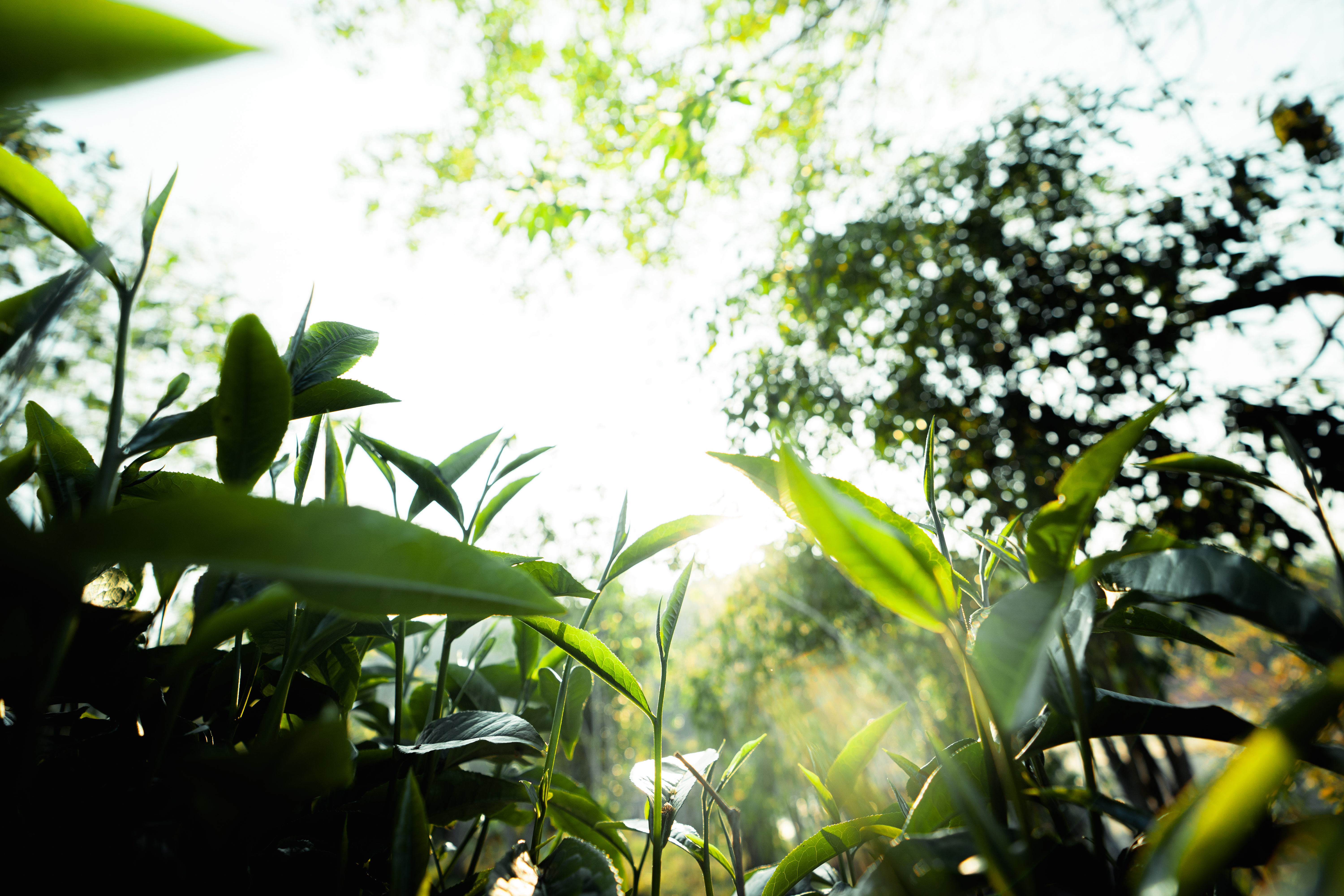 Featured image for: GREEN TALENT launches its first social media campaign: GREEN TALENT Work Packages